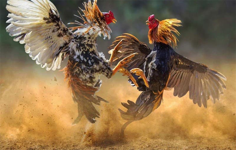 Chiến kê hay luôn có thần thái “ngút ngàn”