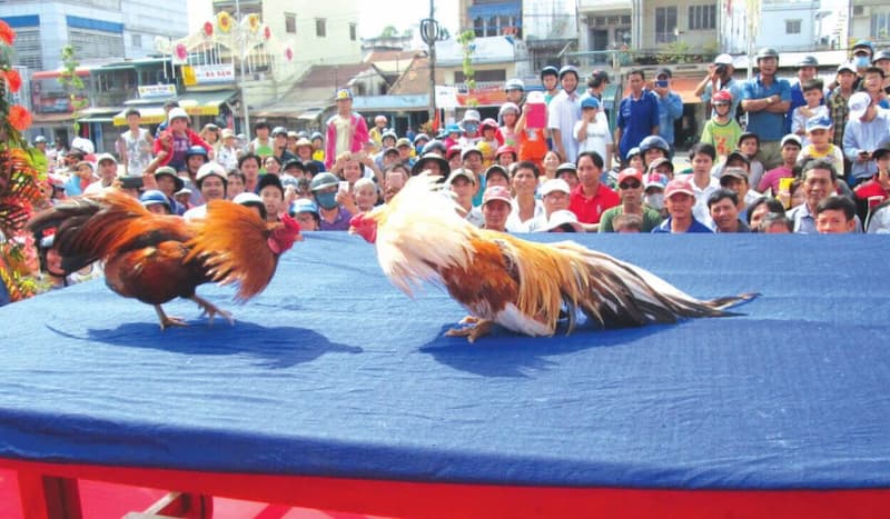 nguồn gốc chọi gà có từ bao giờ