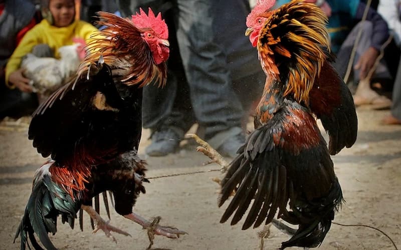 Thắng thua trong trận đá gà cựa sắt 